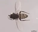 Opalimosina mirabilis