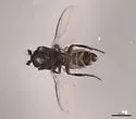 Opalimosina mirabilis - photo 2