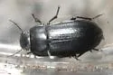 Opatroides punctulatus - photo 2