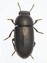 Opatroides punctulatus - photo 5