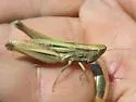 Obscure Grasshopper