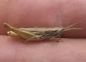 Obscure Grasshopper - photo 2
