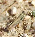 Obscure Grasshopper - photo 3