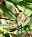 Obscure Grasshopper - photo 4
