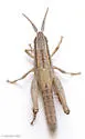 Obscure Grasshopper - photo 5