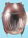 Operclipygus marginellus