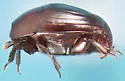 Operclipygus marginellus - photo 3