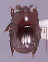 Operclipygus striatellus - photo 3