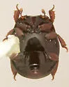 Operclipygus striatellus - photo 4