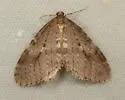 Bruce Spanworm - Hodges#7437