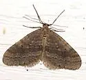Bruce Spanworm - Hodges#7437 - photo 2