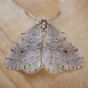Bruce Spanworm - Hodges#7437 - photo 4