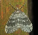Operophtera danbyi - Hodges#7439