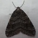 Operophtera danbyi - Hodges#7439 - photo 2