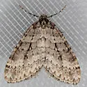 Operophtera danbyi - Hodges#7439 - photo 3