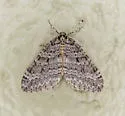 Operophtera danbyi - Hodges#7439 - photo 4