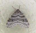 Operophtera danbyi - Hodges#7439 - photo 5