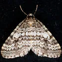 Operophtera occidentalis - Hodges#7438