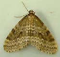 Operophtera occidentalis - Hodges#7438 - photo 2