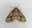 Operophtera occidentalis - Hodges#7438 - photo 4