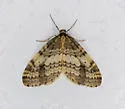Operophtera occidentalis - Hodges#7438 - photo 5