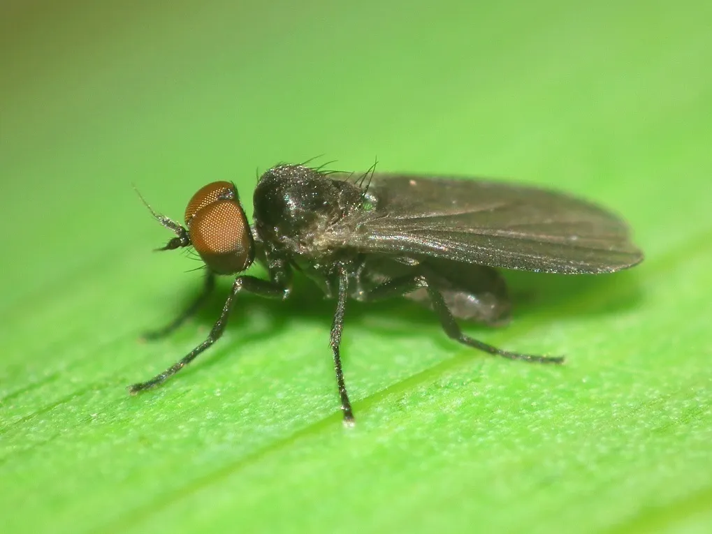 Opetiid Flies - photo 2