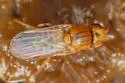 Opetiophora straminea