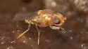 Opetiophora straminea - photo 2