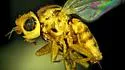 Opetiophora straminea - photo 3