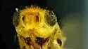 Opetiophora straminea - photo 5