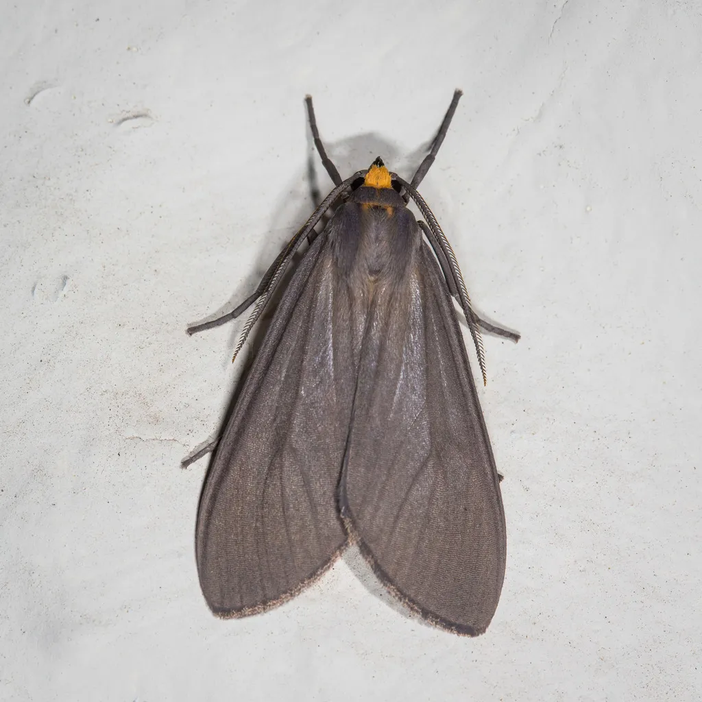 Opharus muricolor - Hodges#8225 - photo 2