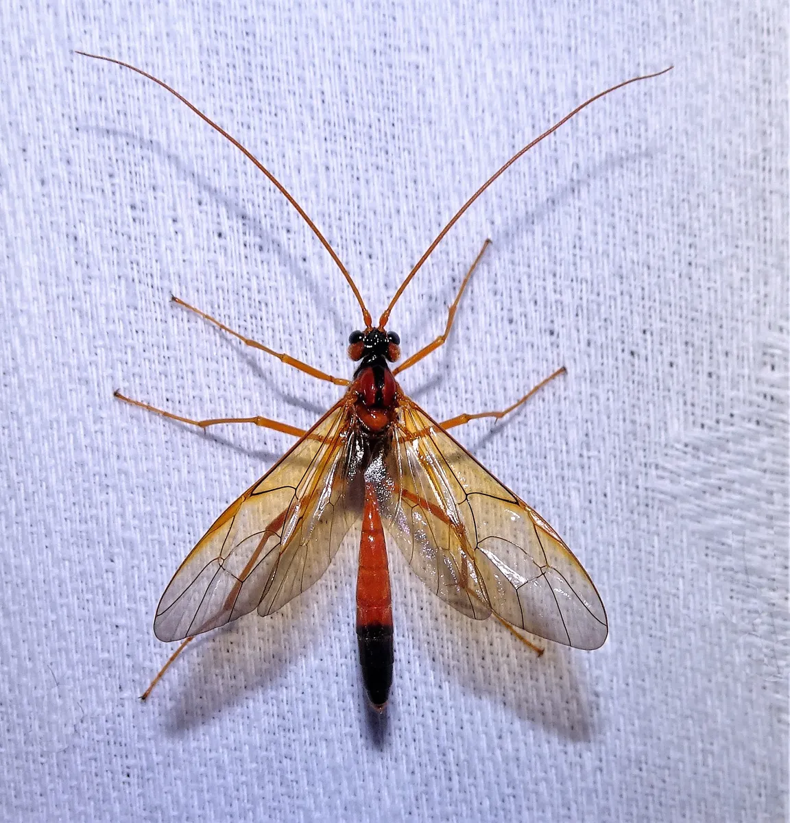 Opheltes glaucopterus - photo 3
