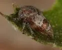 Ophiderma compactum