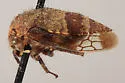 Ophiderma compactum - photo 2