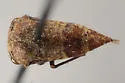 Ophiderma compactum - photo 3