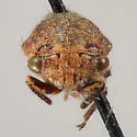 Ophiderma compactum - photo 4