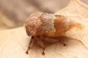 Ophiderma compactum - photo 5