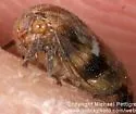Ophiderma definitum - Ophiderma definitum
