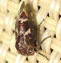 Ophiderma definitum - photo 2