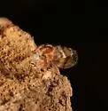 Ophiderma definitum - photo 3