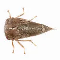 Ophiderma definitum - photo 4