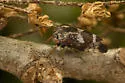 Ophiderma definitum - photo 5