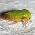 Ophiderma evelyna