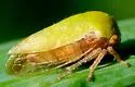Ophiderma evelyna - photo 2