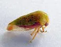 Ophiderma evelyna - photo 3