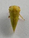 Ophiderma evelyna - photo 4