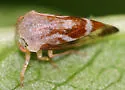 Ophiderma evelyna - photo 5
