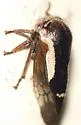 Ophiderma flavicephala