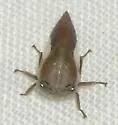 Ophiderma flavicephala - photo 2