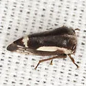 Ophiderma flavicephala - photo 3